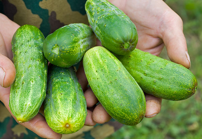 how to grow cucumbers